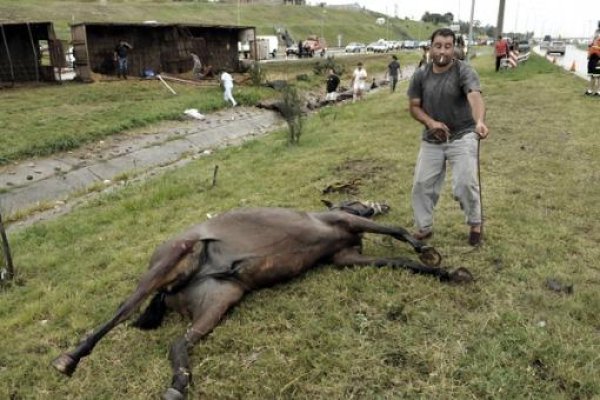 Al menos ocho caballos de Jesús María murieron tras volcar el camión que los trasladaba