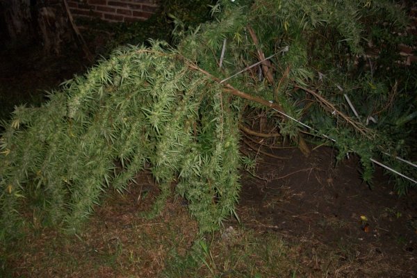 Tenía una planta de marihuana en su casa