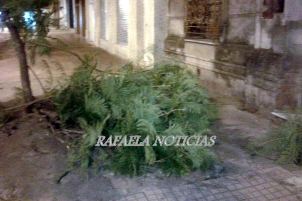 Árboles añejos: un peligro en las veredas de la ciudad