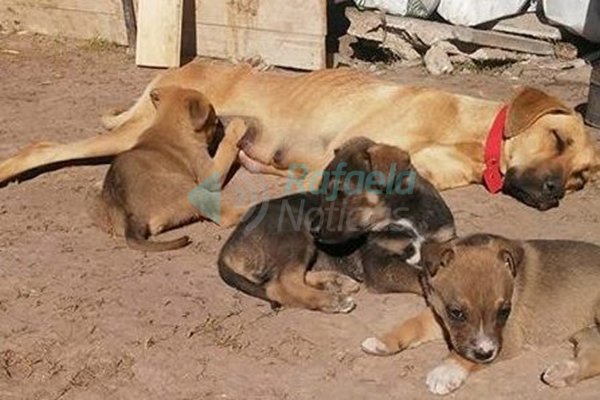 Pedido de modificación de la Ordenanza de Tenencia Responsable de Animales