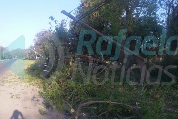 Caída de un árbol sobre cables de línea telefónica y parte de la calzada