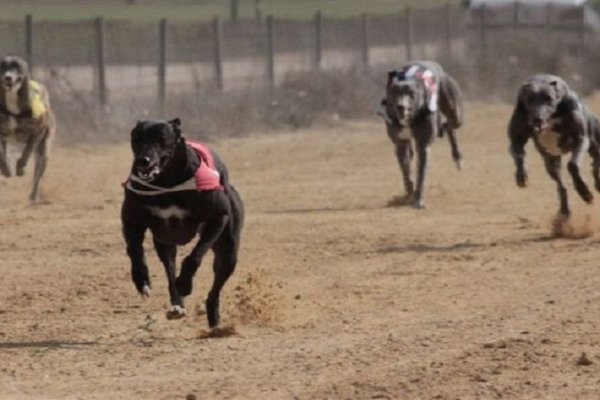 Es ley: se prohíben las carreras de galgos en la República Argentina