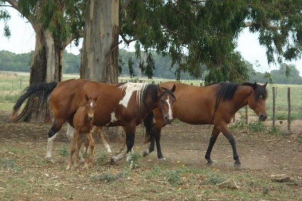 Inseguridad: ahora le tocó a los caballos