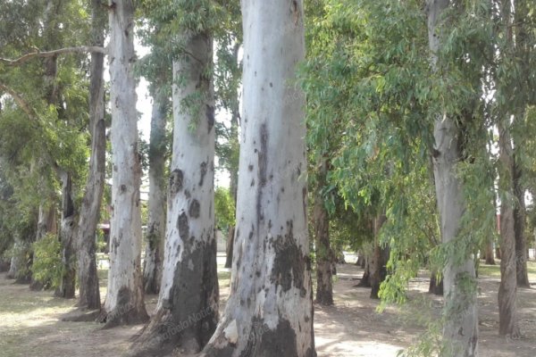 Plan de forestación: el municipio prevé plantar 1.300 árboles