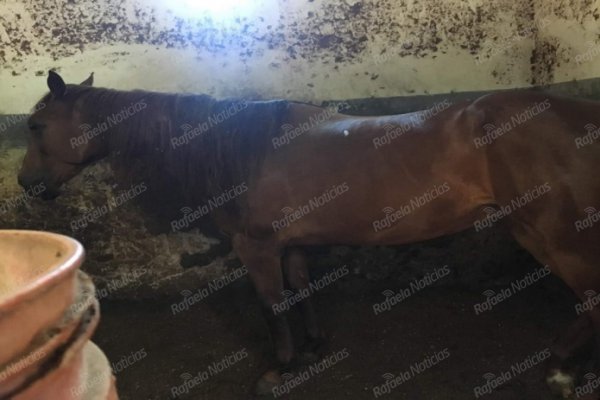 Dramático estado de abandono viven dos caballos en una entidad local