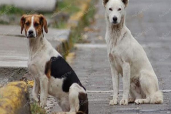 Proyecto para resolver el problema de los perros en situación de calle