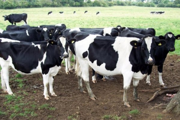 Tambo: del padecimiento del calor, al temor por las lluvias