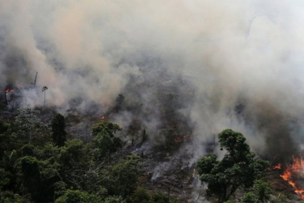 Incendios en el Amazonas: una especialista santafesina explica el impacto y sus consecuencias