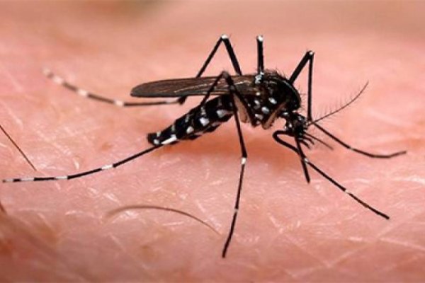 Dengue: 189 casos en la ciudad