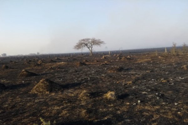 Incendios intencionales: la Defensoría del Pueblo pide la urgente sanción de una Ley