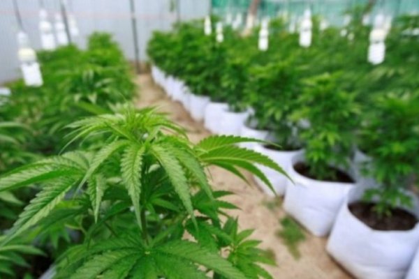 Apuesta al cannabis: El Gobierno y la búsqueda de un mercado de USD 450 millones anuales