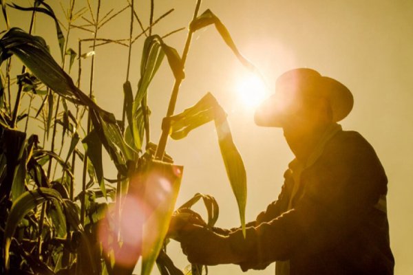 FAA: Preocupación por mermas en cosechas de pequeños y medianos productores