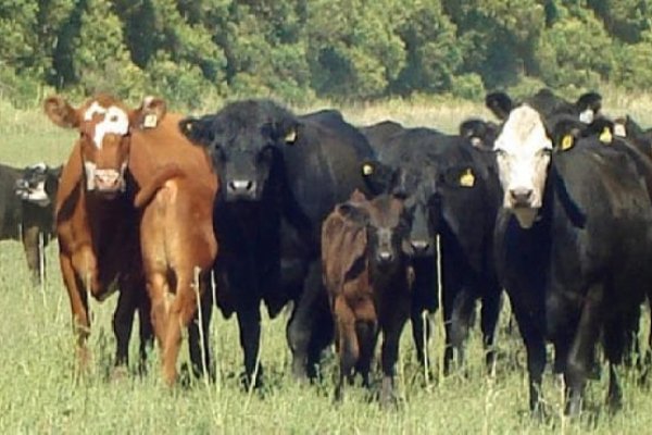 Los matarifes entienden que podría faltar carne al consumo