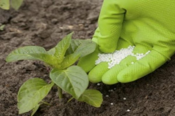 Ciencia y tecnología para la nutrición sustentable