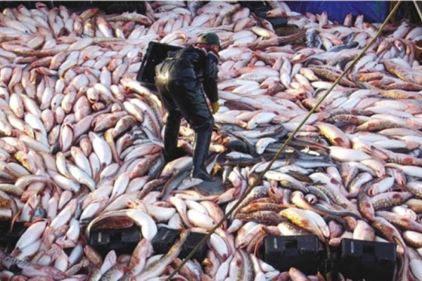 La pesca creció casi al 60 por ciento en un año