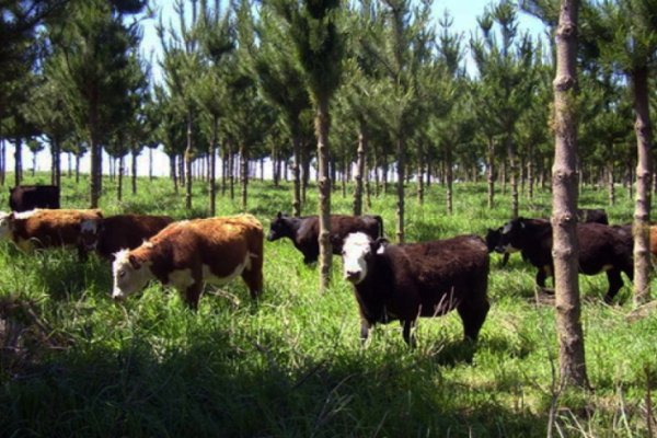 Seminario sobre huella de carbono y sistemas foresto-ganaderos