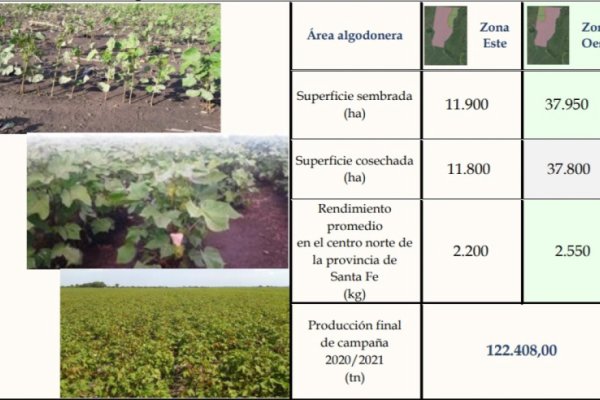 Terminó en Santa Fe la campaña arrocera y la siembra de algodón