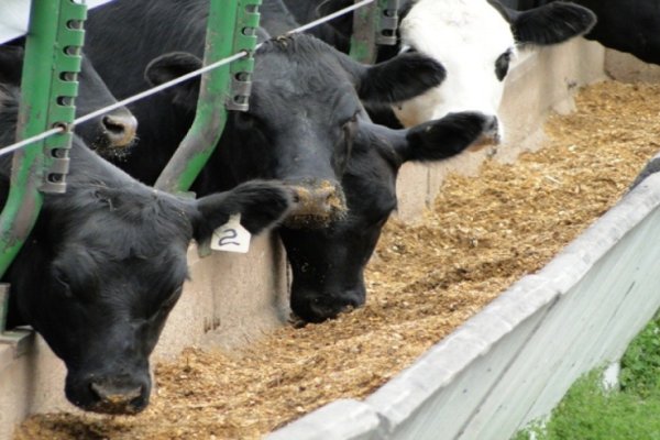 El Nación y el Ministerio de Agricultura presentaron créditos para ganadería