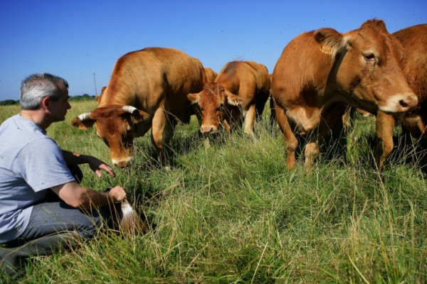 La carne bovina es una activo estratégico de Sudamérica