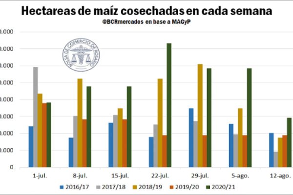 El maíz tardío hace su aporte para cerrar la cosecha gruesa