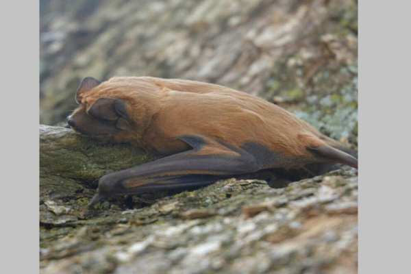 Identificaron una nueva especie de murciélago en Argentina