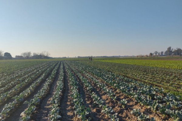 Avance en la implementación de Buenas Prácticas Agrícolas en la producción hortícola