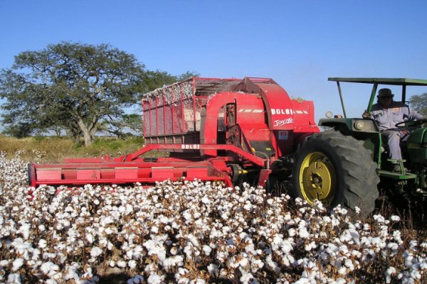 Abrió la inscripción para acceder a aportes del Fondo Algodonero Nacional