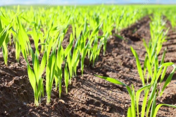 La falta de agua va a afectar al trigo