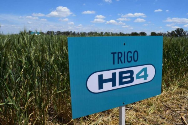 La Comisión de Enlace expresa su preocupación por la siembra de trigo HB4