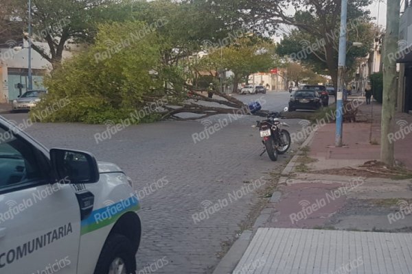 Un árbol fue arrancado de raíz por los fuertes vientos