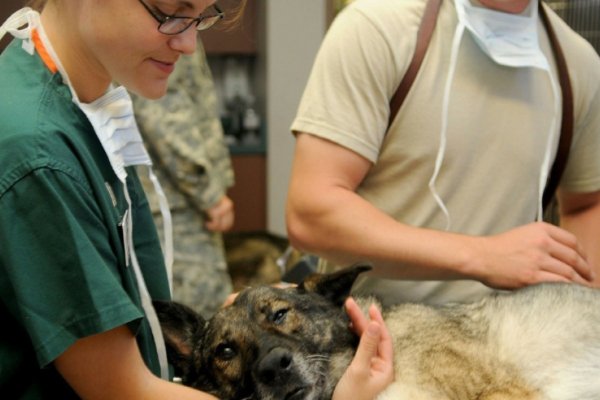 Dura carta de los veterinarios al proyecto del Centro de Atención Primaria de Perros y Gatos