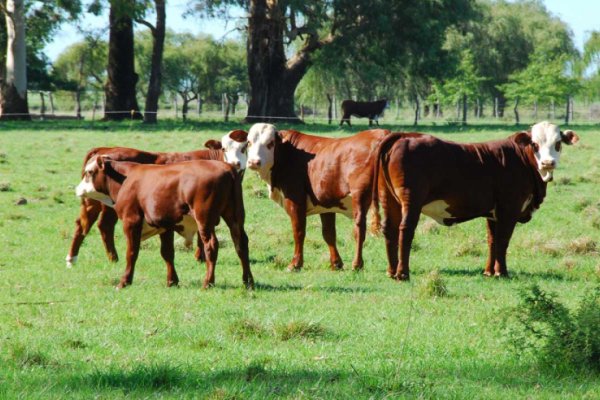 Mesa Argentina de Carne Sustentable eligió nuevas autoridades