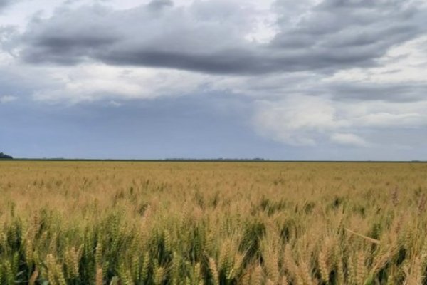 Este fin de semana cayó la lluvia más importante de primavera