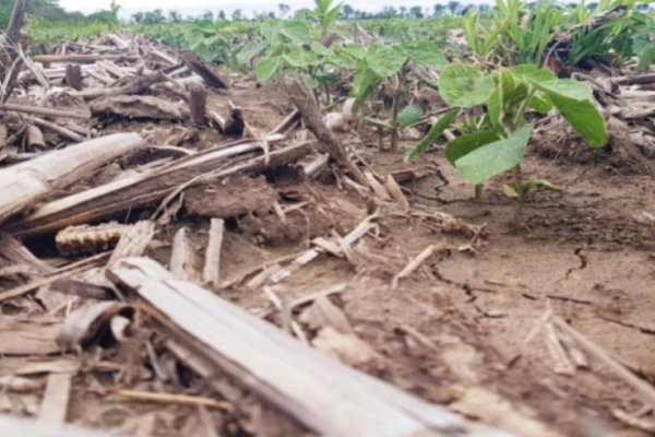 Sigue en positivo la campaña agrícola