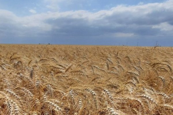 La campaña triguera sigue creciendo en rendimiento