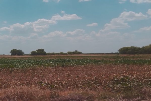 Santa Fe decretará la emergencia agropecuaria en todo el territorio