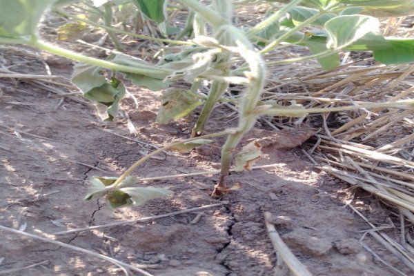 Las lluvias renuevan las expectativas productivas