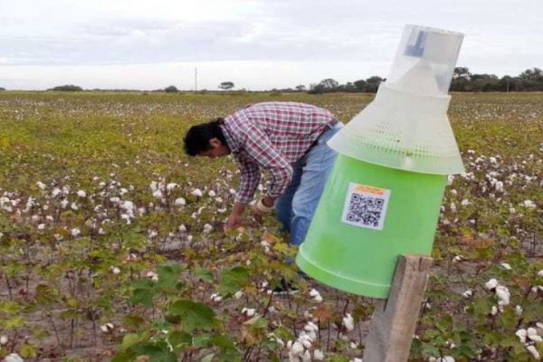 Combatirán al picudo algodonero a través de trampas con QR