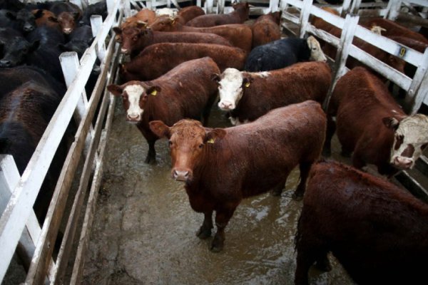 Pese a otra oferta escasa, bajó el valor de la hacienda en el Mercado de Liniers