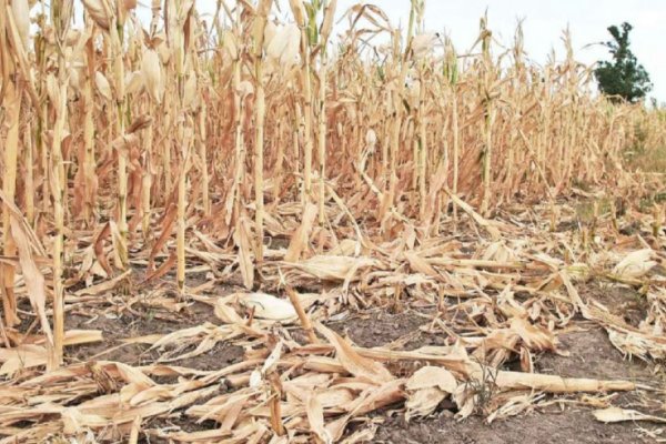 Emergencia Agropecuaria: la Provincia constatará las declaraciones juradas presentadas por productores