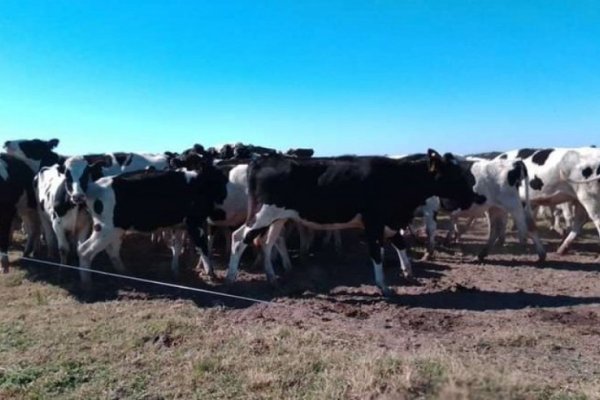 Jornada con valores en alza para la hacienda en el Mercado de Liniers