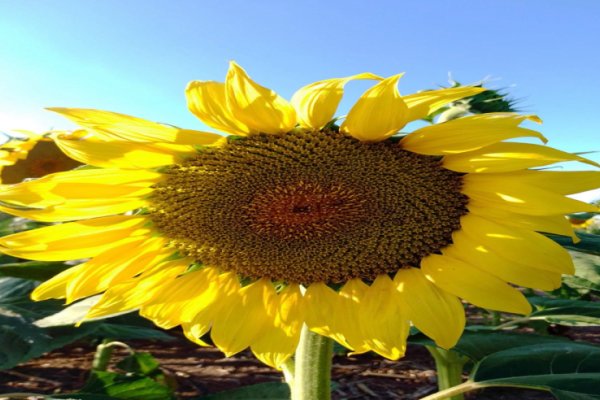 En Santa Fe se han analizado unas 300.000 toneladas de girasol