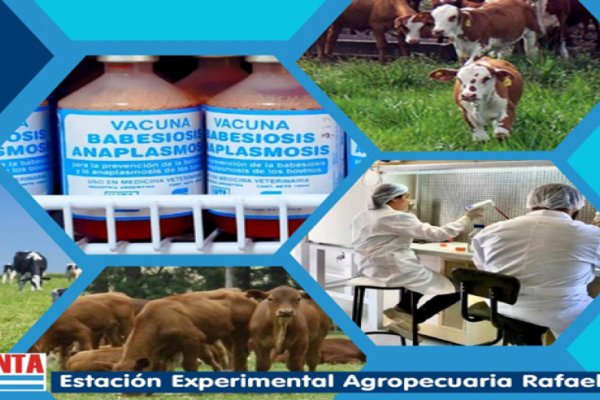 INTA Rafaela produce cerca de 500 mil dosis para prevenir la babesiosis y anaplasmosis bovina