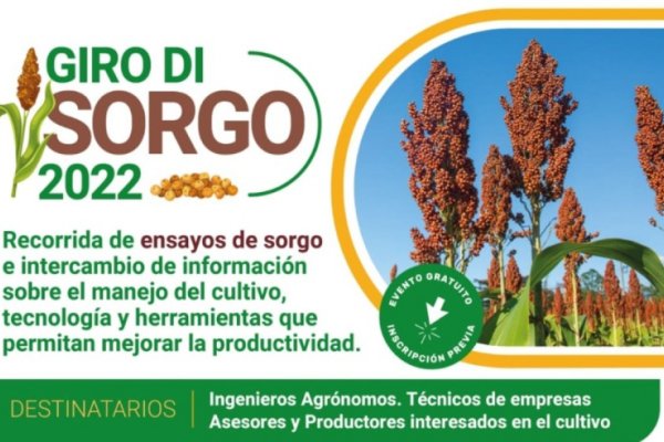 Recorrida por lotes de sorgo, en el INTA Rafaela