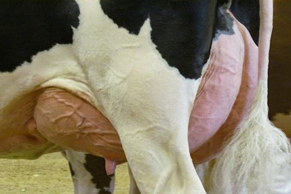 En 2021 la producción nacional de leche creció