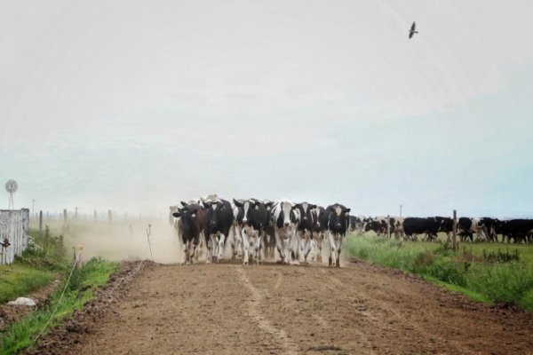 Destacan asistencia e inversiones para la actividad tambera