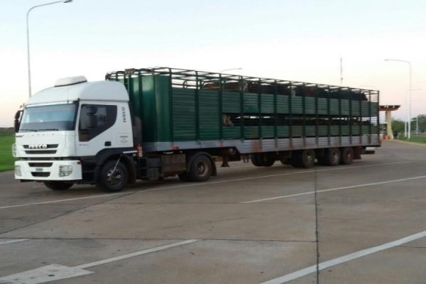 Adecúan las condiciones para el transporte de ganado en emergencia