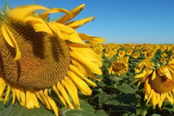 La producción de girasol fue de 206.562 tn en el centro-norte santafesino