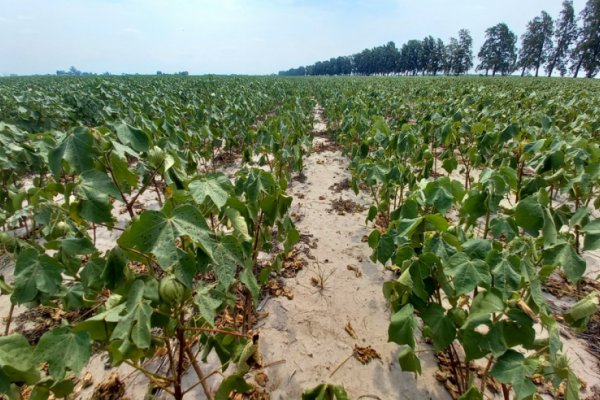 Certificados de emergencia agropecuaria: hay tiempo hasta el 31 de marzo