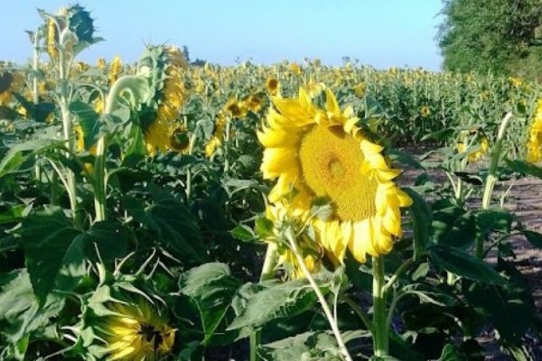 Precios récord y buenos rendimientos productivos para el girasol